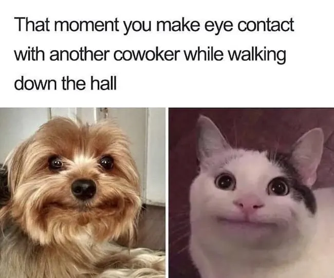 funny-animal-memes-about-introversion-OurMindfulLife.com-8