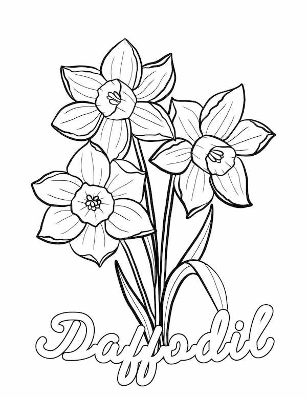 Daffodil coloring page
