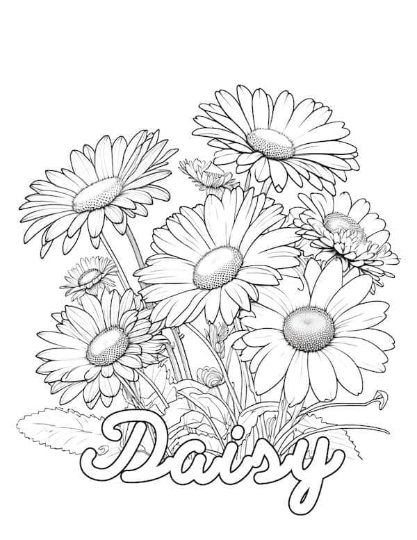Daisy flowers coloring page for kids and adults