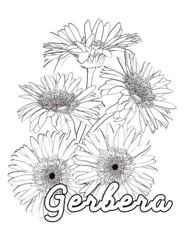 Gerbera flower coloring page
