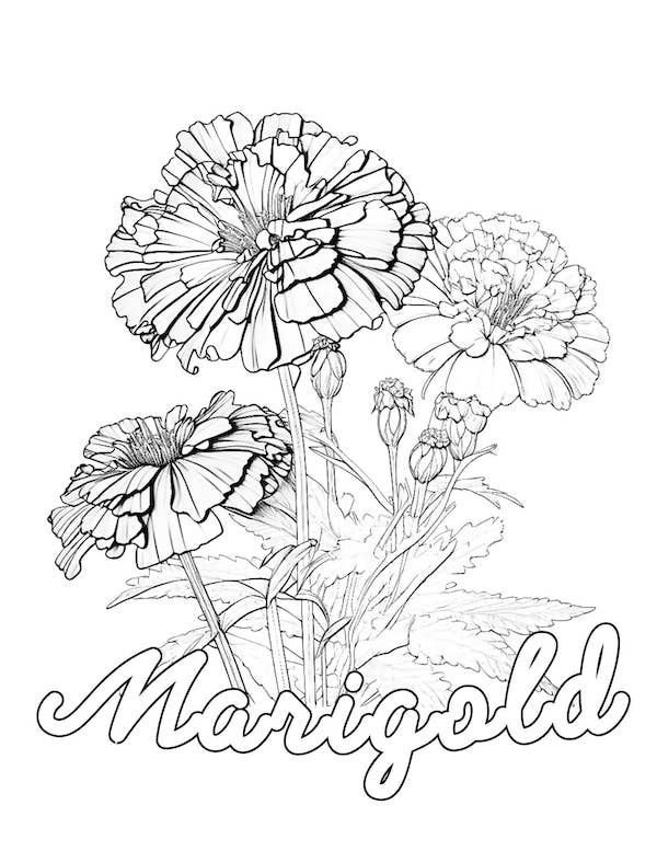 Intricate marigold coloring page