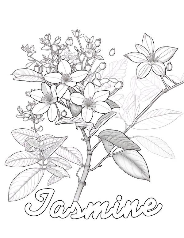 Greyscale jasmine flowers