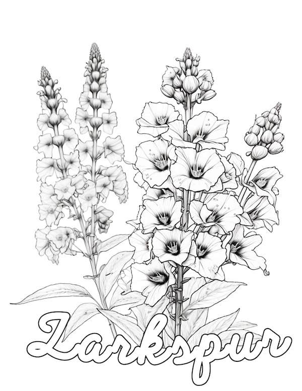 Larkspur flowers coloring page