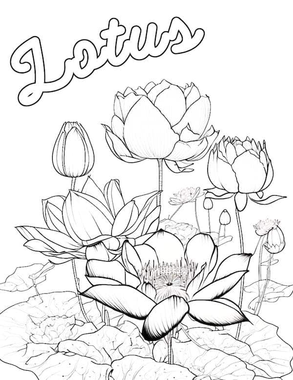 Lotus flower coloring page