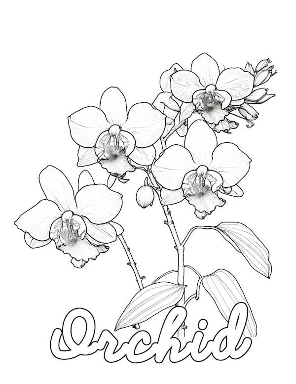 Orchid flower coloring page