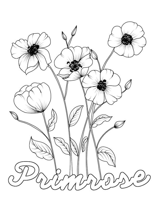 Primrose coloring page