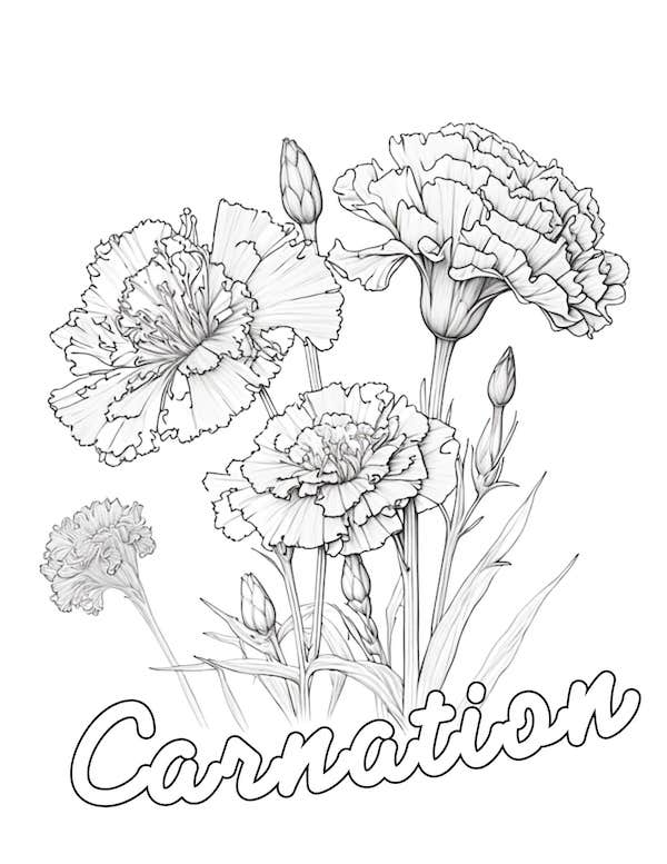 Realistic carnation coloring page