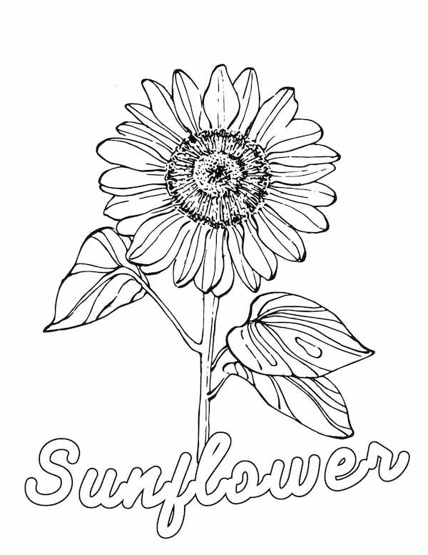 Sunflower coloring page for kids and adults