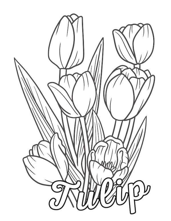 Tulip coloring page