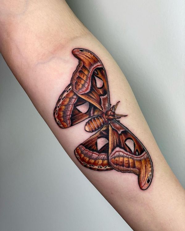 Realism Atlas moth forearm tattoo by @catherineterlop