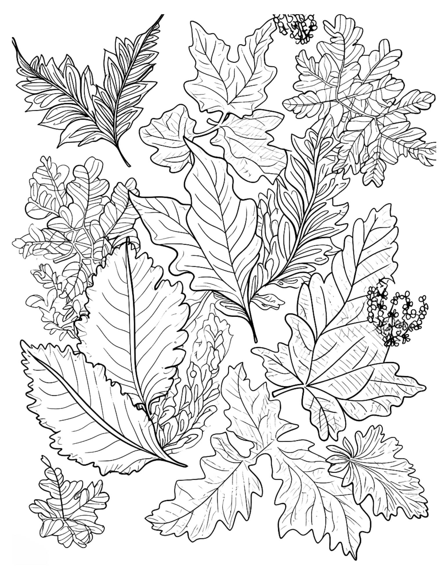 Colouring Pages Of Autumn Leaves