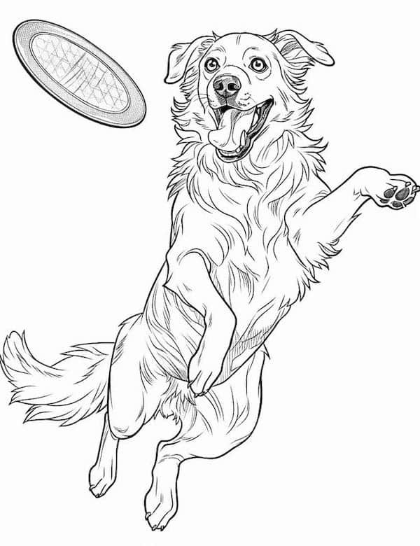 Dog catching a Frisbee