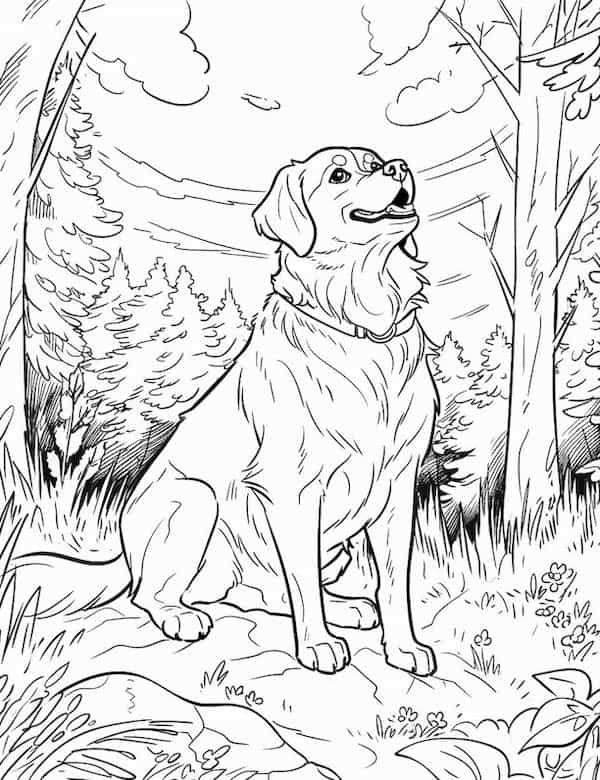 Dog on an adventure
