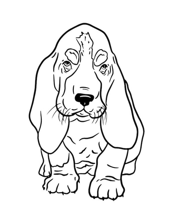 Simple basset hound puppy coloring page