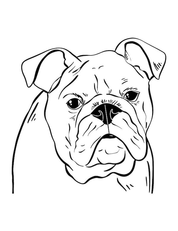 Simple bulldog coloring page for kids