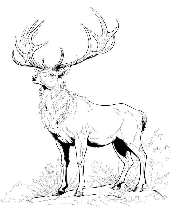 Reindeer coloring page