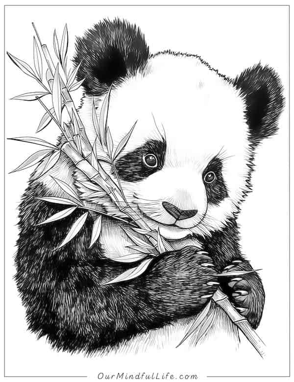 Panda and bamboo coloring page