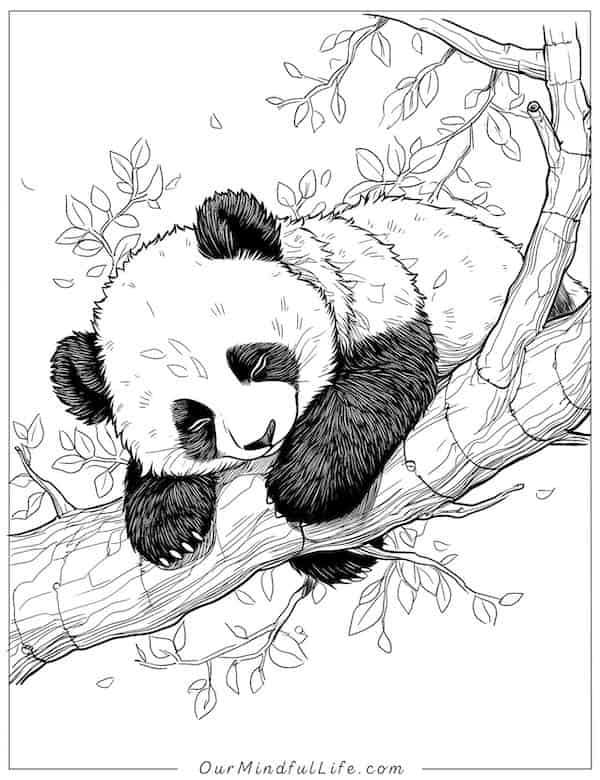 Panda sleeping on the branches coloring page
