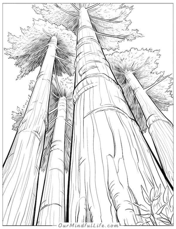 Giant trees in a national park coloring page