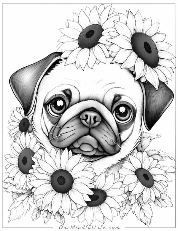 Pug and sunflowers coloring page