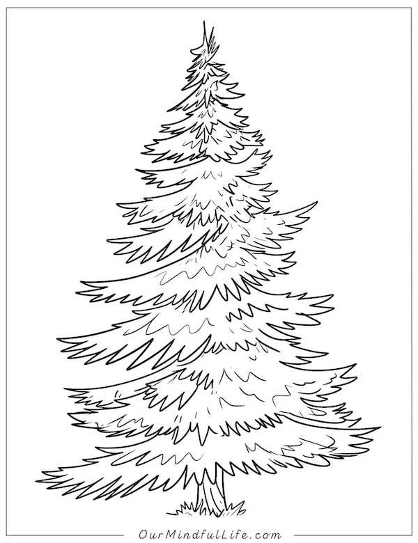Realistic pine tree coloring page