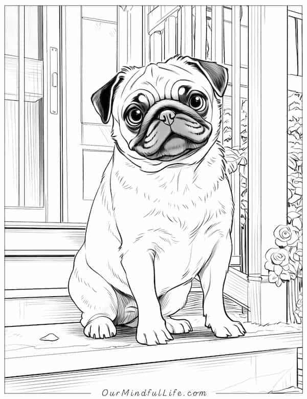Realistic pug on the front porch coloring page