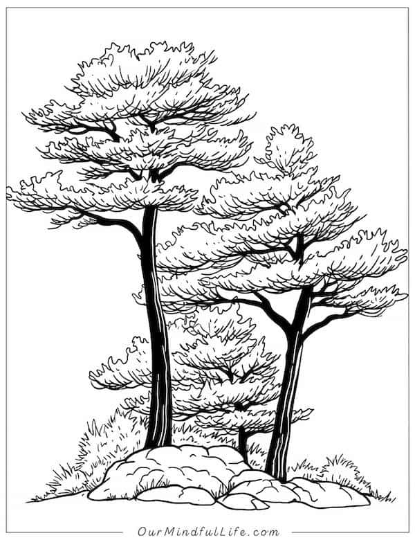 Realistic tree coloring page