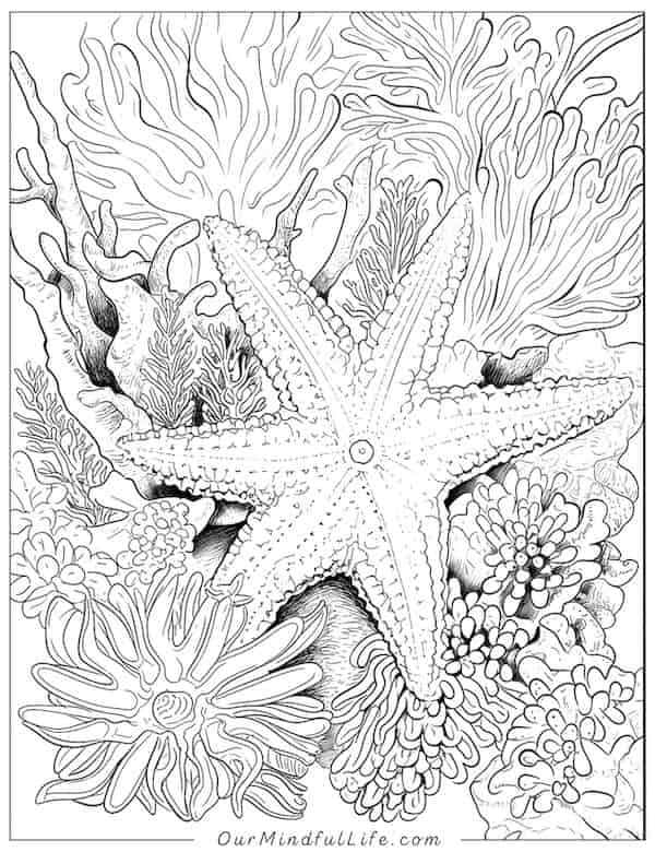 Starfish and corals coloring page