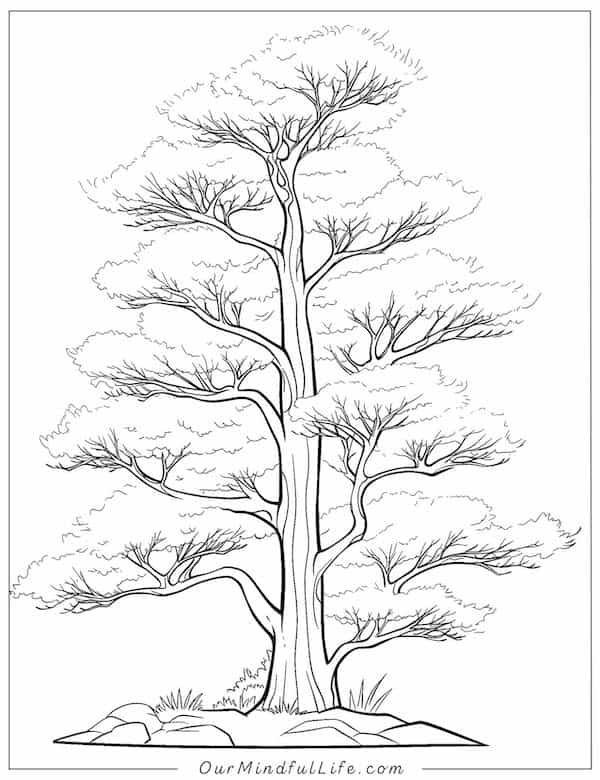 Super tall pine tree coloring page